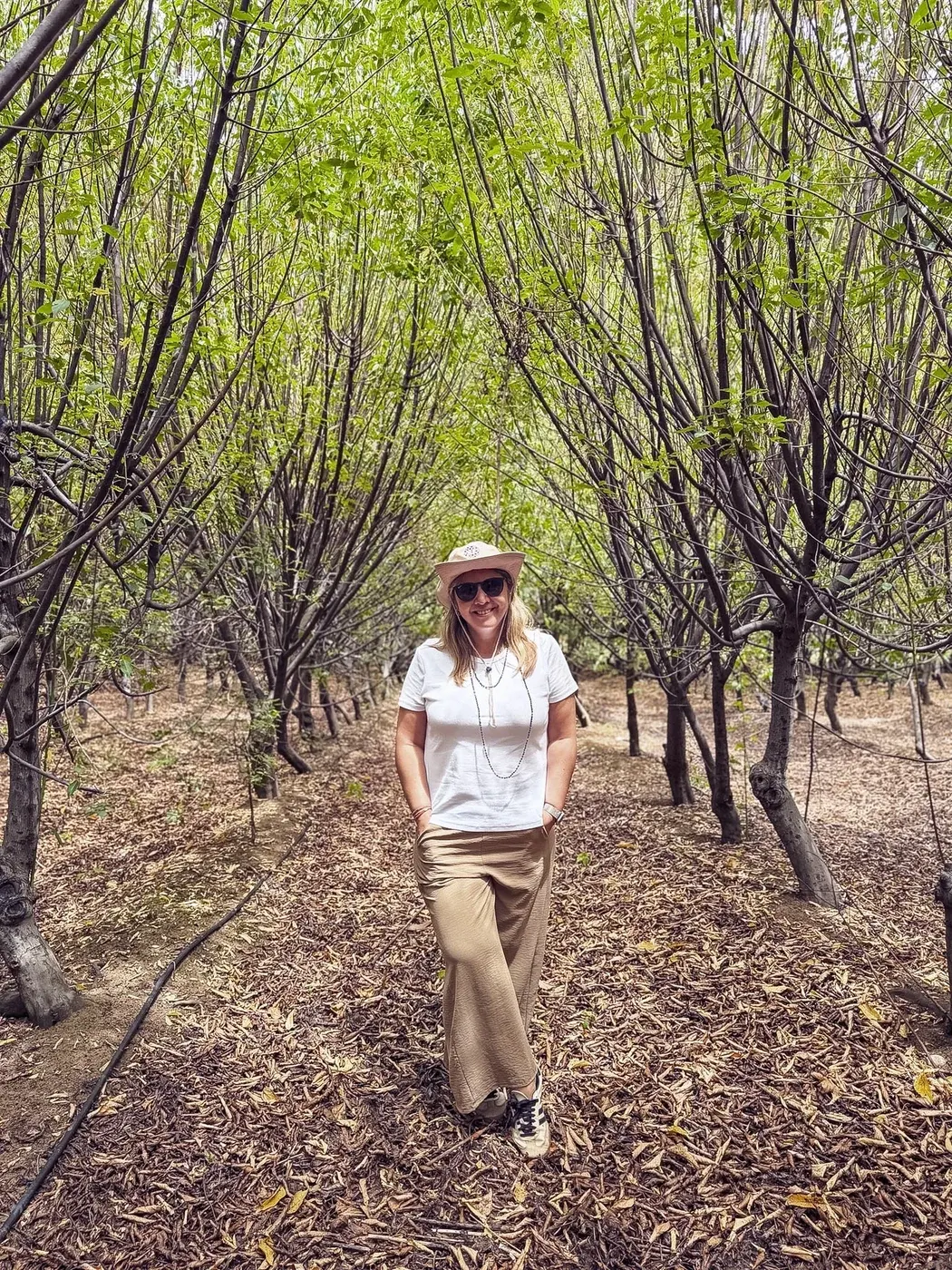 MNL Group — plantaciones de maqui en Lanco